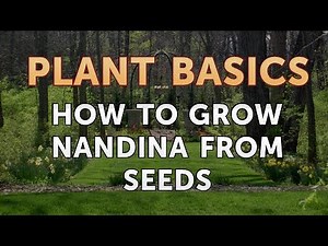 How to Grow Nandina From Seeds