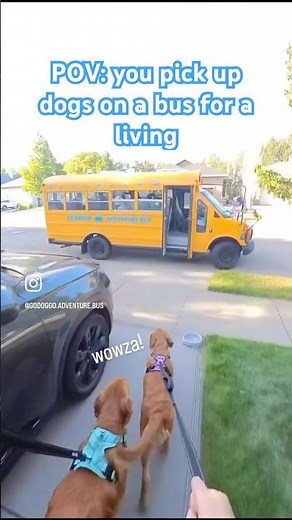 All aboard for tail wags + adventures 🌳🐾 #dogbus #yegdogs #dogpark #dogfieldtrip #pov #insta360