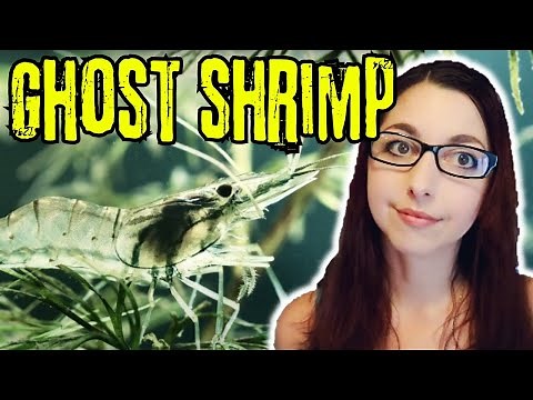 3 Ways to Take Care of Ghost Shrimp - wikiHow