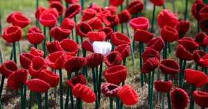 What the white poppy means and why it is controversial