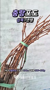 #충랑 #켐벨거봉 #포도묘목 #포도나무 #삽목 #포도재배 #유실수 #grape #grapetree #fruit #farming