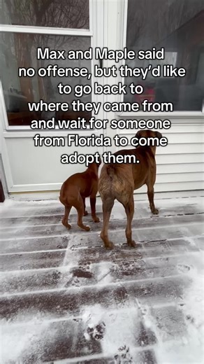 It’s March! 😩😩😩 #boxer #petsoftiktok #dog #boxersoftiktok #dogsoftiktok #boxerdog