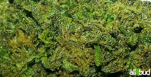 Cherry Pie | Marijuana Strain Reviews