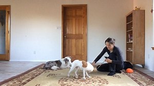 Does your dog dread nail trims? Here is a video of how I teach dogs to file their own nails. Turn it into a game that they are in charge of and make it fun! | SpiritDog Training