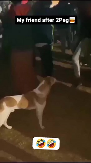 My friend after 2 peg #friendship #dog #doglife #doglover | Haste rahiye | Facebook