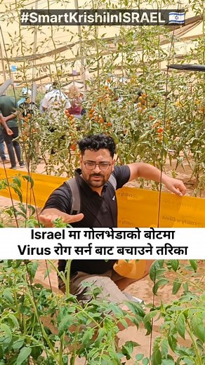 6.6K views · 1.4K reactions | Israel को Desert Agriculture Research Centre मा गजबको तरिका देखियो, बिरुवा बढ्दै जादा Trap लाई पनि माथी सार्दै जाने चलन रहेछ। #israelvisit2024 #israel #smartkrishiinisrael #smartkrishi #empowerment | Smart कृषि | Facebook