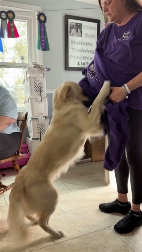 Service dog task training - clothes removal