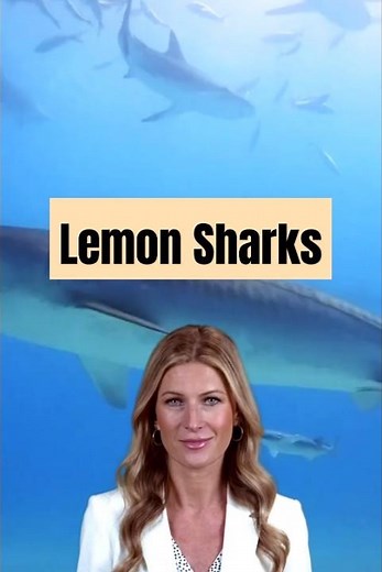 Unveiling the Secret Life of Lemon Sharks