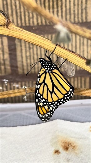Monarch butterfly emerged! Ben is female-from 8/11/26 newly hatched caterpillar. Welcome! 8/31/26