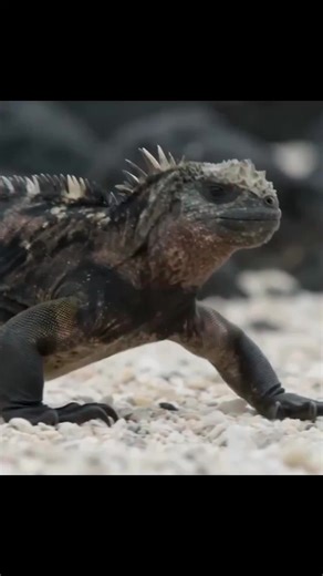 Iguana's Dramatic Escape from Snakes
