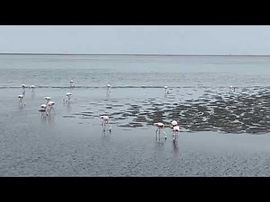 Walvis Bay Lagoon, Namibia