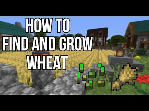 How to: Farm Wheat and What to do with it | Minecraft Survival for Beginners 2021