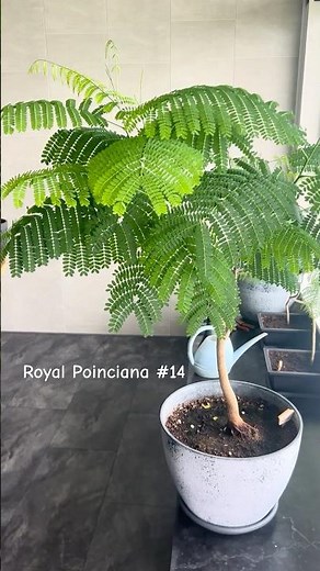 Flame Tree / Royal Poinciana / Flamboyant / Delonix Regia