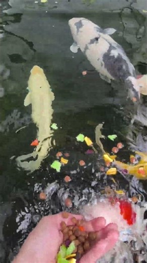 Koi TV -Turn back time