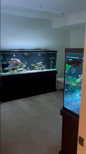 Incredible Fish Room Tour (Huge Cichlids)