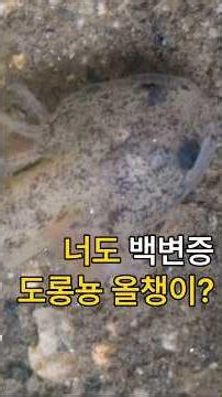 애매한 백변증 도롱뇽 올챙이 (009. 2025. 6. 7), HD