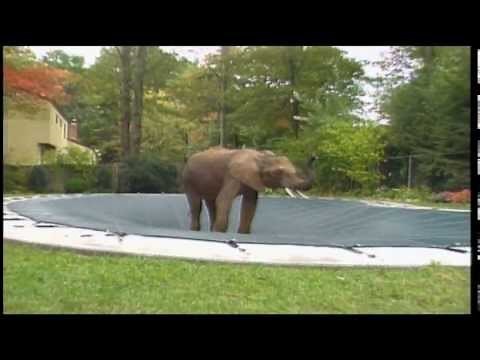 Elephant on Loop-Loc Safety Pool Cover