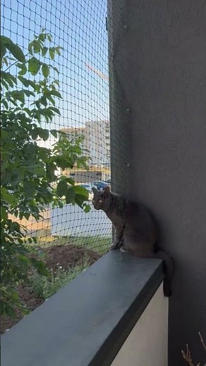Cat Tests Balcony Safety Net Installation