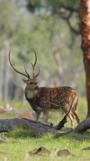 Hunting Chital Stags In North Queensland, Australia