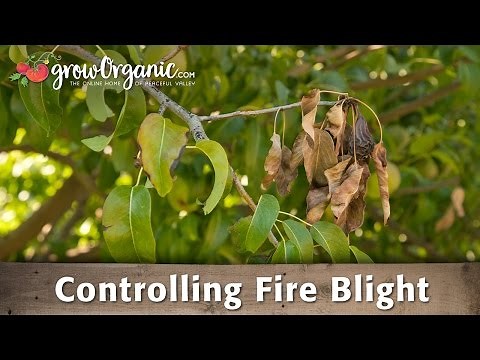 How to Treat & Prevent Fire Blight in Your Organic Orchard