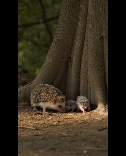 Cutest Baby Hedgehogs Ever. Funny & Adorable Hedgehog Family