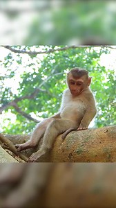 23K views · 821 reactions | Poor abandoned monkey need mom and friends as the other kids. Part 2 | Monkey Magic | Facebook