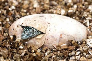 Endangered lizards bred for first time at UK zoo