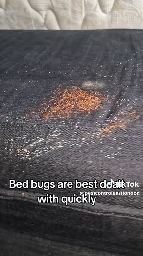 Dealing with a Bad Bed Bug Infestation in London