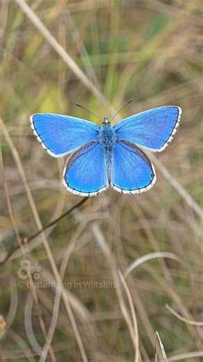 8.9K views · 528 reactions | Adonis Blue...冀 Wiltshire - August 2025...