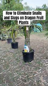 Using Sluggo Plus to Kill Snails and Slugs 🐌 #dragonfruit #slugs #snail #organic #organicfarming