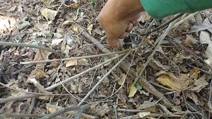 Paano gumawa ng trap o silo na simple pero epektibo! Legit #paanogumawangsilo #effectivetrap #traditionaltrap | PapaBhords Adventure