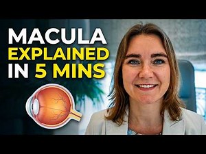 The macula explained in 5 minutes