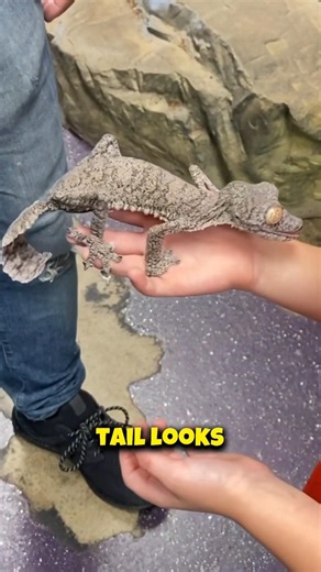 This Lizard Looks Exactly Like a Leaf 😳 | Leaf Tailed Gecko