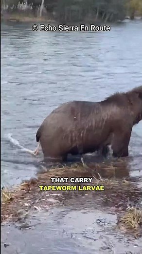 Bear Infected With Tapeworm