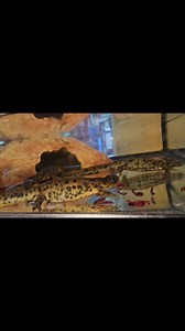 Sharp Ribbed Newts are a great species of Newt to maintain. They are Europe's largest species of Newt, have voracious appetites and always look happy to see you at feeding time! #newts #amphibiansofinstagram #spanishsharpribbednewt #pleurodeleswalti #coasttocoastexotics #europeanamphibians #europeannewt | Coast To Coast Exotics Ltd