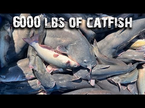 Catching 6000 POUNDS OF CATFISH