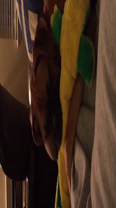 20K views · 2.1K reactions | Adopt a Boxer Rescue on Reels | Facebook