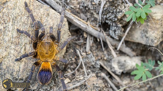 Beautiful Yellow Blue Tarantula from Colombia - Pseudhapalopus