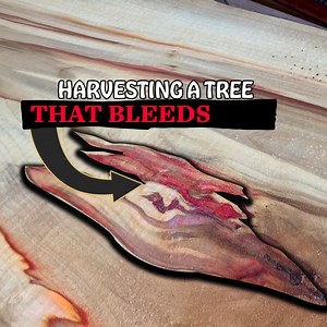 1.4M views · 3.6K reactions | Unique Tree On The Sawmill - Box Elder Log! | Out of the Woods Forestry | Facebook