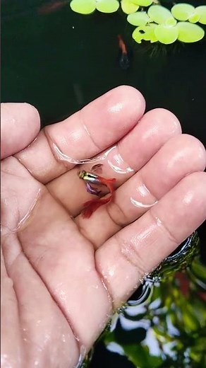Red Dumbo Ear guppy fish breeding #guppy #fishkeepinghobby #aquarium