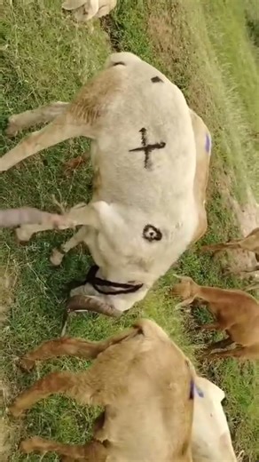 Top sheep asking price 60000, 6 teeth