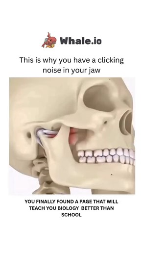 BIOLOGY | HEALTH | MEDICAL on Instagram: "Treatment for Dislocated Disc with TMJ Reduction Dislocated disc with TMJ reduction occurs when the disc in the jaw joint moves, but then snaps back into place when you open and close your mouth. This can cause clicking, pain, and discomfort. Here's how to treat it. 1) Daily Care: Avoid opening your mouth too wide and favor soft foods. This reduces stress on the joint. 2) Compresses and Exercises: Cold compresses relieve pain, while warm compresses relax