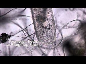 Filamentous Bacteria
