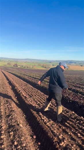 How do we know when our beetroot’s ready to harvest? 💜🌱 Once the leaves start to die back and the green has faded, it’s time to start defoliating - a key step before lifting the crop. Here’s Mark to tell you more about how we check the signs and prep the field for a successful harvest... #twofarmers #beetrootharvest #farming #herefordshire #beetroot | Two Farmers