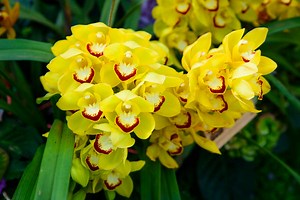 Orchid Flower Meanings from Around the World