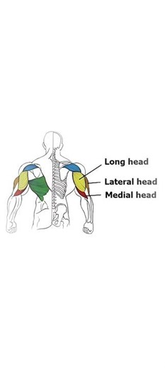 Best Triceps Muscle Growth Lateral head #fitness #sports #motivation