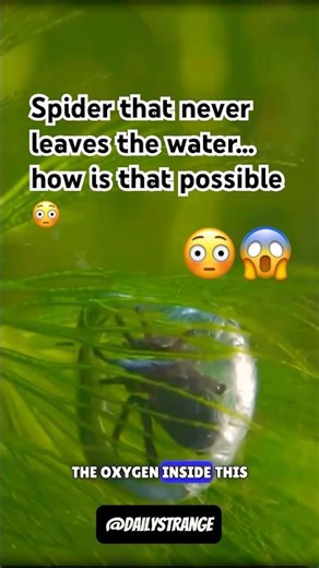 This Spider Lives Underwater 😳🕷️. #facts #viral #trending #shorts #nature #actingchallenge