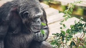 What is browse and how do the chimps use it? Behavior Technician Liam gives us the lowdown. | Chimp Haven