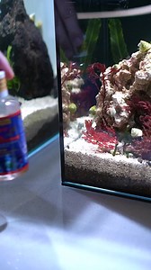 Our copepods are grown at our biosecure facility and fed only the best microalgae that we produce. Whether you're feeding a finicky fish or looking to boost your zooplankton biodiversity, we have you covered. Consistency, density and dependability are what our customers rely on, and we deliver. For more information on our live copepods, look here: https://reefnutrition.com/products/tiggerpods-tigriopus-californicus & https://reefnutrition.com/products/apexpods-apocyclops-panamensis If you have a