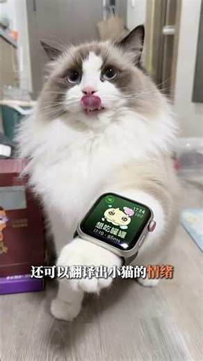 智能手表界真正的銷冠#貓咪 #智能手表 #養寵